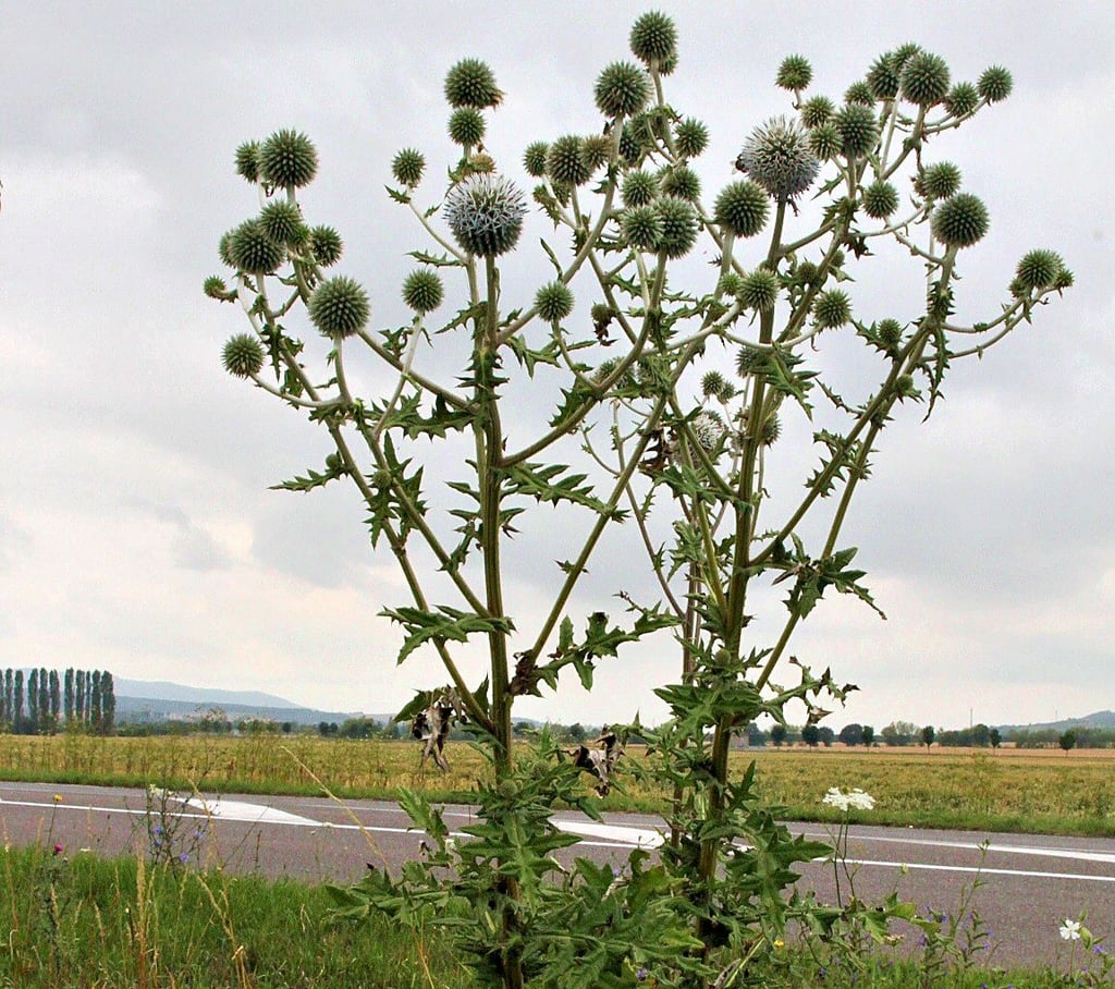 Die Drüsige Kugeldistel an der Straße nach Martinsrieth.