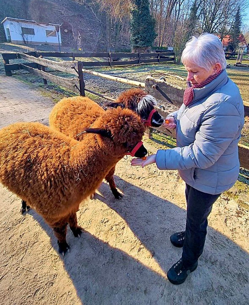 Evelyn Glatz hat die Patenschaft für eines der Alpakas im Tierpark Walbeck übernommen.
