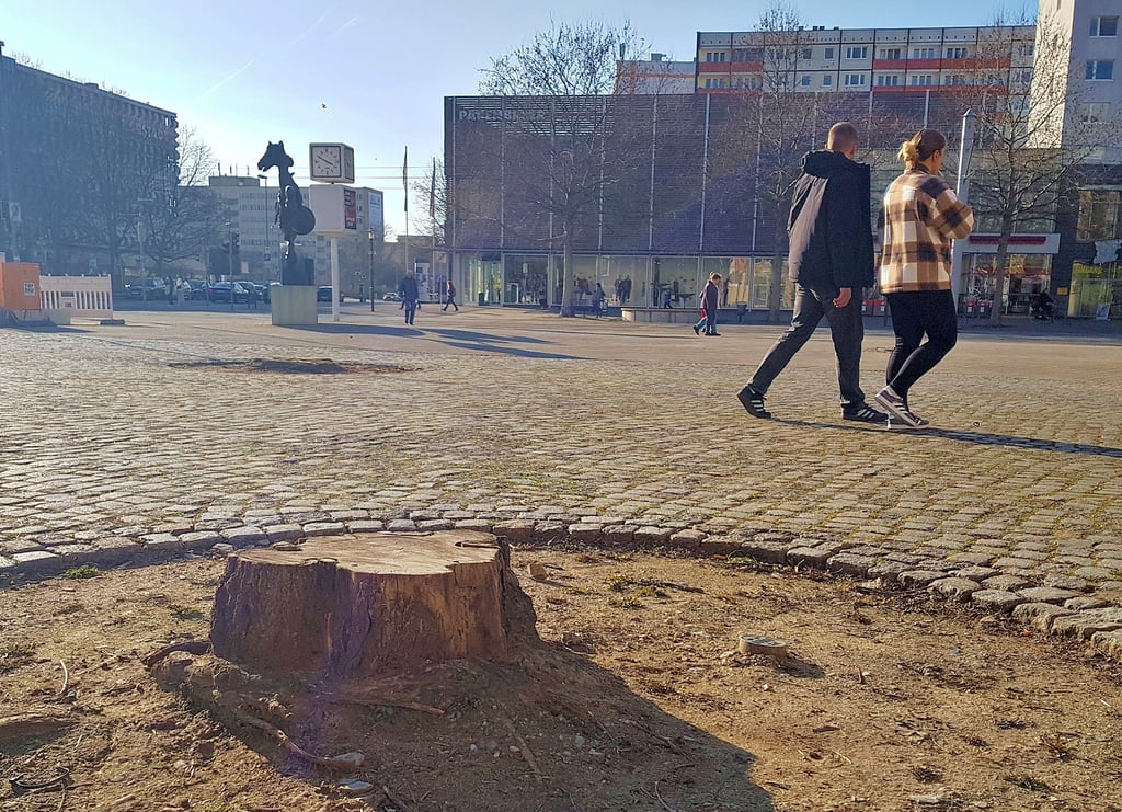 Lediglich die Baumstümpfe erinnern an zwei mehr als 25 Jahre alte Robinien, die auf dem Ratswaageplatz standen. Da sie bereits abstarben beziehungsweise Fäule und Pilzbefall aufwiesen, mussten sie gefällt werden. Im Herbst sollen jedoch neue Robinien an dieser Stelle gepflanzt werden.