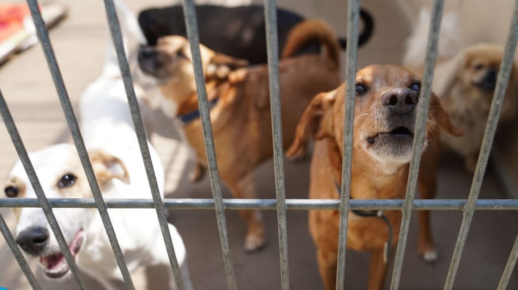 Immer mehr Flüchtlinge bringen ihre Tiere aus der Ukraine mit nach Deutschland. Doch hier dürfen sie in den Flüchtlingsunterkünften nicht zusammen mit ihnen leben. Symbolbild: