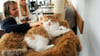 Die tierischen Cafés gibt es nicht nur in Leipzig. Auch in München und weiteren Städten wurden die "Katzentempel" eröffnet.