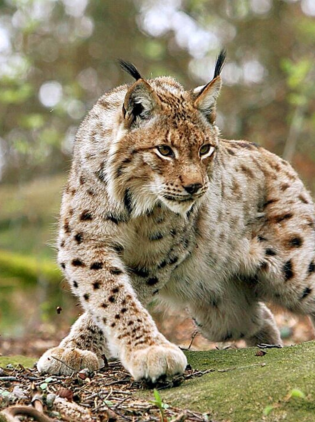 Ein Luchs