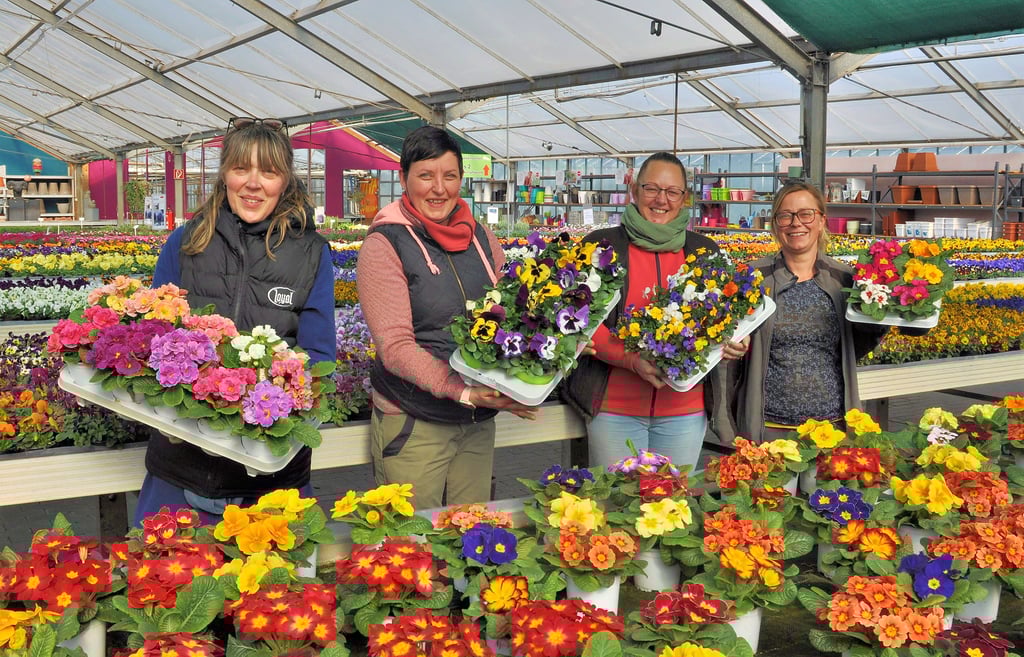 Katrin Schönitz, Britta Liebitz, Ivonne Brüggemann und Kathleen Schulze (re.) mit der bunten Blütenpracht von Primeln, Hornveilchen und Stiefmütterchen.