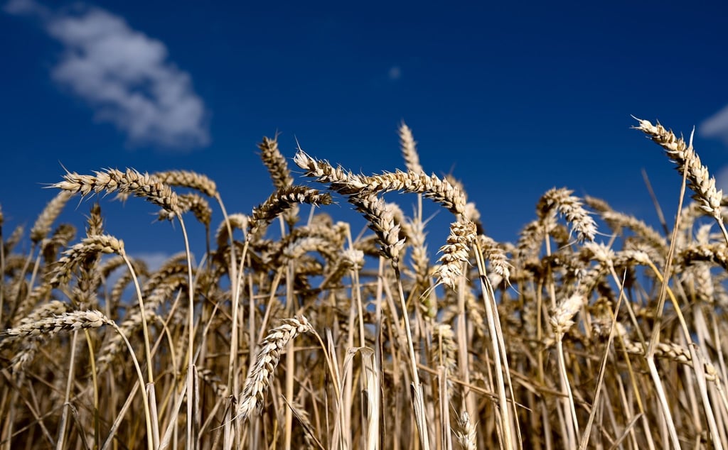 Ein Getreidefeld vor blauem Himmel.