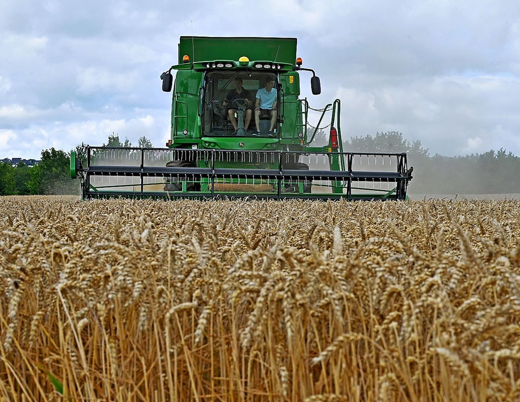Trotz hoher Preise für Weizen und Mais rechnen die Landwirte in Sachsen-Anhalt nicht mit höheren Erlösen.