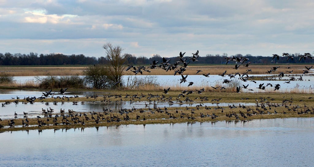 In diesen Tagen rasten viele tausend Zugvögel auf ihrer Reise in die angestammten Brutgebiete in der Garbe-Aland-Niederung.