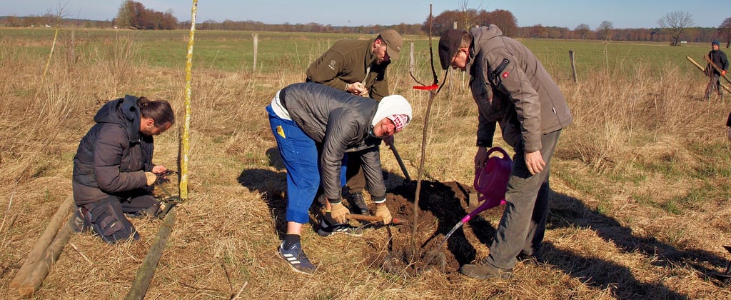 Oliver Schaap (von links), Matthias „Matze“ Joswig, Martin Fischer und Mathias Loth pflanzten acht junge Obstbäume auf der Streuobstwiese bei Vissum nach.