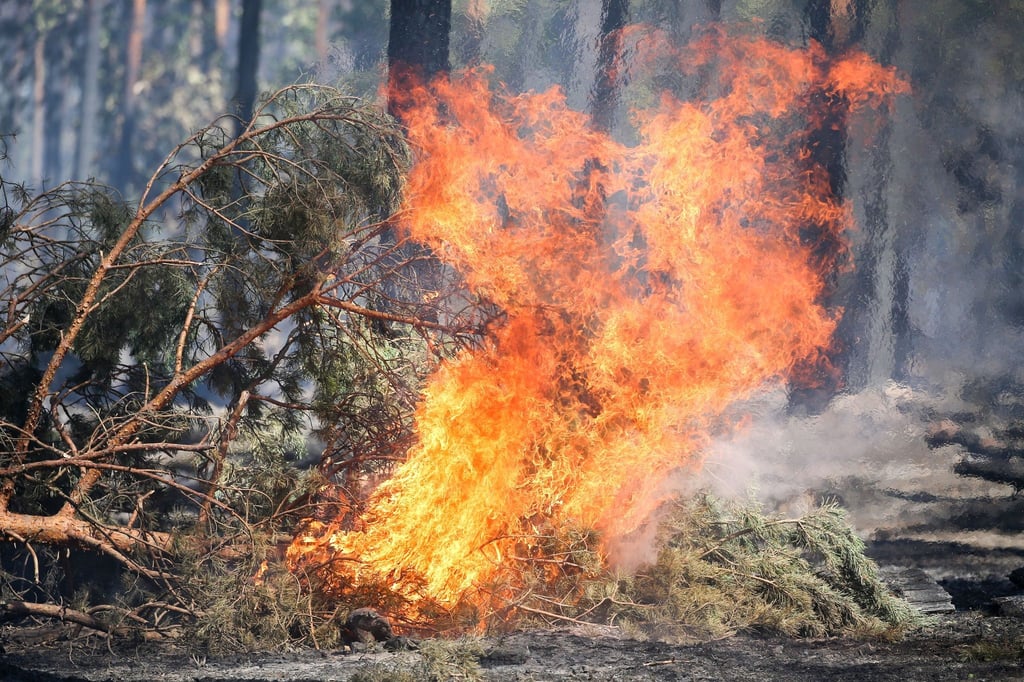 Es brennt in einem Wald im Landkreis Wittenberg.
