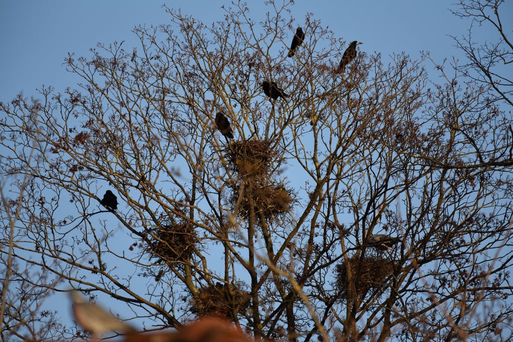 Die Krähen sorgen in Wolmirsleben weiterhin für eine Belästigung der Anwohner.