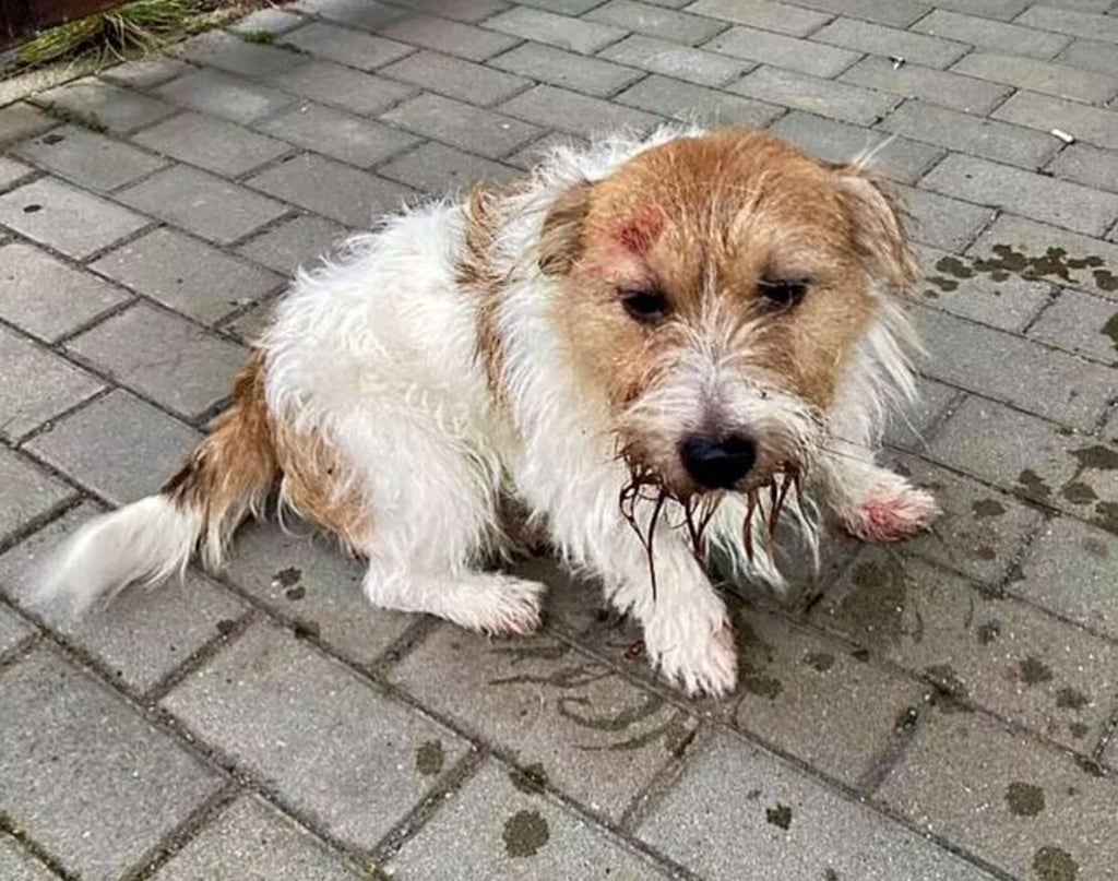 Der Hund wurde von dem Mann erst mit einer Schaufel verprügelt und anschließend lebendig unter einem Müllberg begraben zurückgelassen, teilte die Polizei mit.