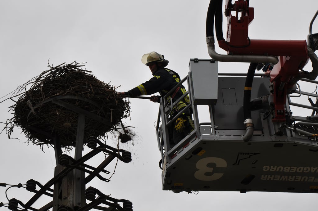 Feuerwehrmann Mario Sämisch mistet das Storchennest auf dem Pechauer Strommasten aus.