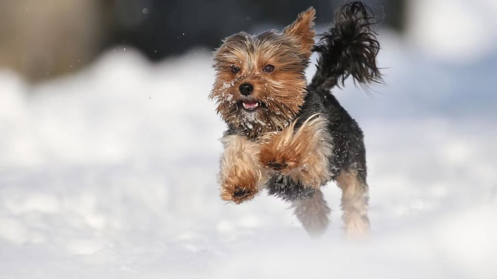 Bereits in den 90er Jahren waren die Yorkshire-Terrier absolute Modehunde. Dann wurde es lange ruhig um die kleinen Energiebündel. Doch nun sind sie in Sachsen-Anhalts Haushalten zurück. Symbolbild:
