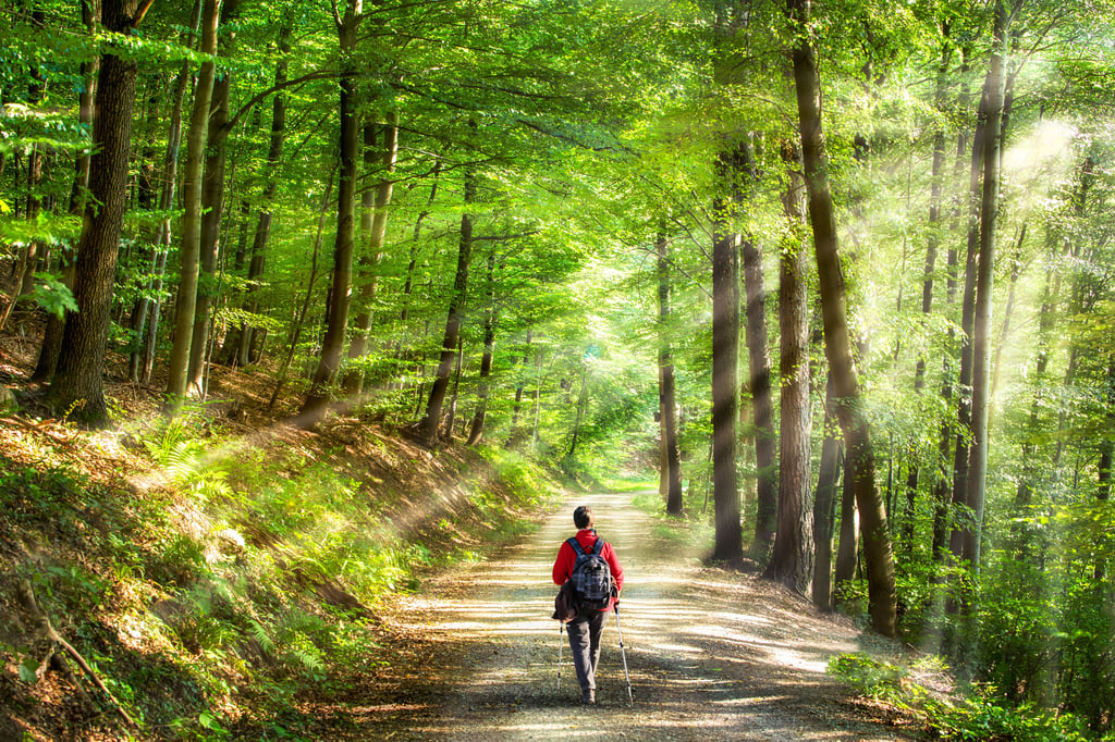 Symbolfoto - Wanderer im Wald
