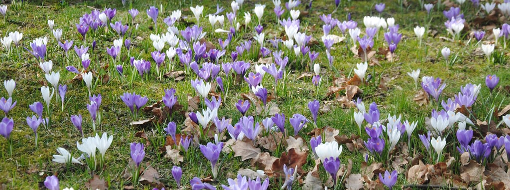 Im Poppauer Park bilden die Krokusse einen bunten Blütenteppich.