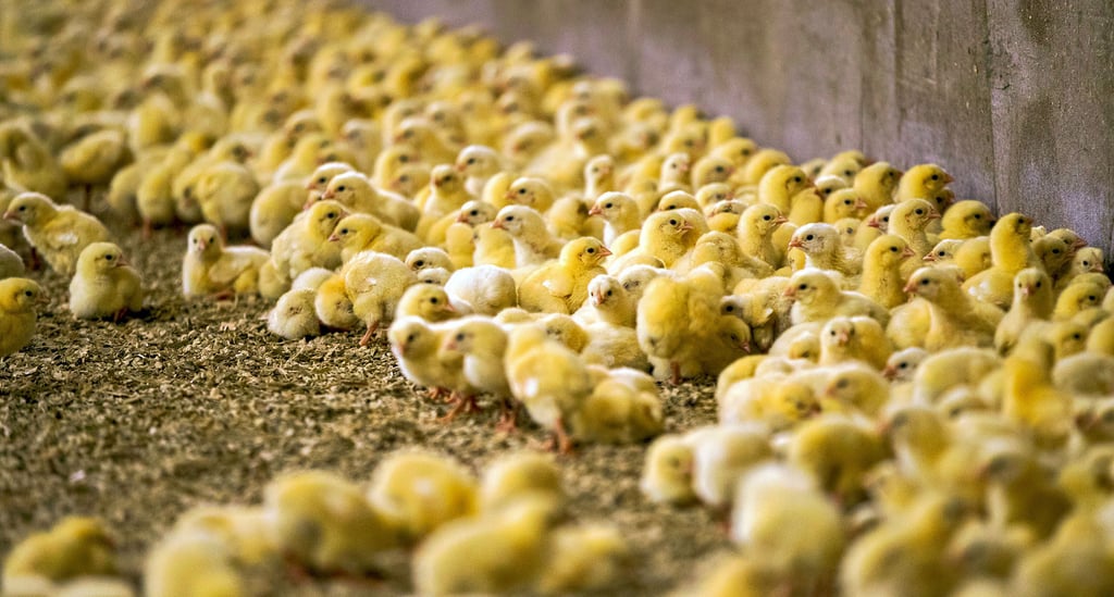 In Deutschland dürfen seit kurzem keine männlichen Eintagsküken mehr getötet werden. Das hat unter anderem große Auswirkungen für Zoos und Auffangstationen.