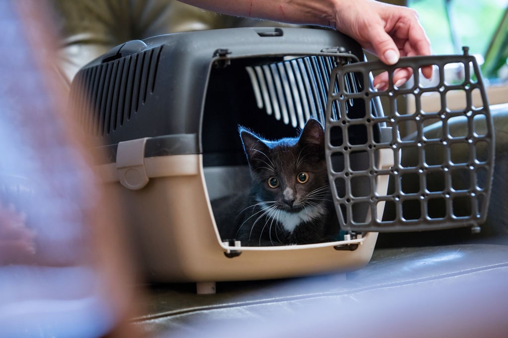 Über einen Futtertrick kann man die Katze mit der Transportbox anfreunden - das sollte allerdings schon einige Tage vor dem Einsatz der Box geübt werden.