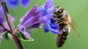 Bienen und andere Insekten brauchen Lebensräume mit vielen unterschiedlichen Pflanzen, um zu überleben. Foto: Sven Hoppe/