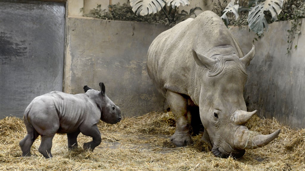 Ein Safari-Park in Tschechien hat ein Nashorn-Junges nach der von russischen Truppen bedrängten ukrainischen Hauptstadt Kiew benannt.