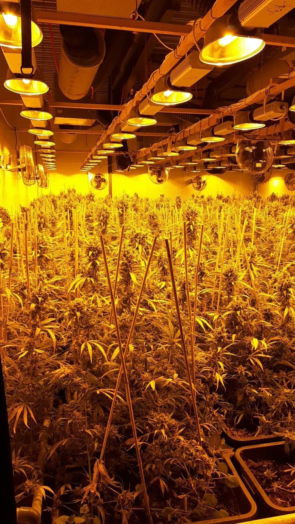 Drogenplantage, die bei einer großen Durchsuchungsaktion in NRW entdeckt wurde.