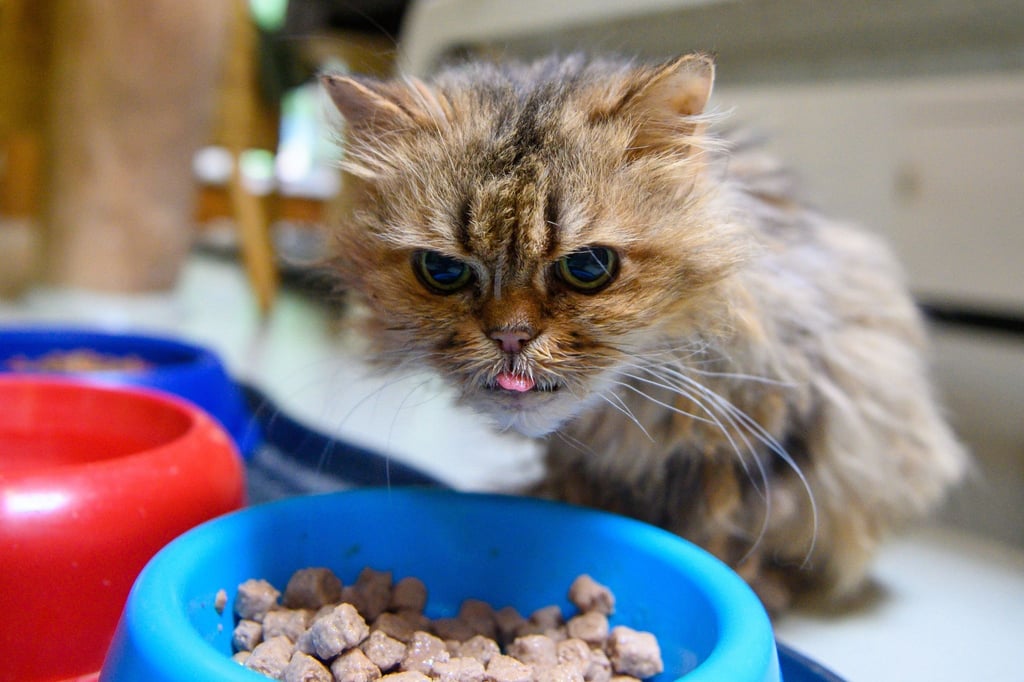 Für einen 20 Jahre alten Kater sind viele kleine Mahlzeiten verträglicher als wenige große Portionen.