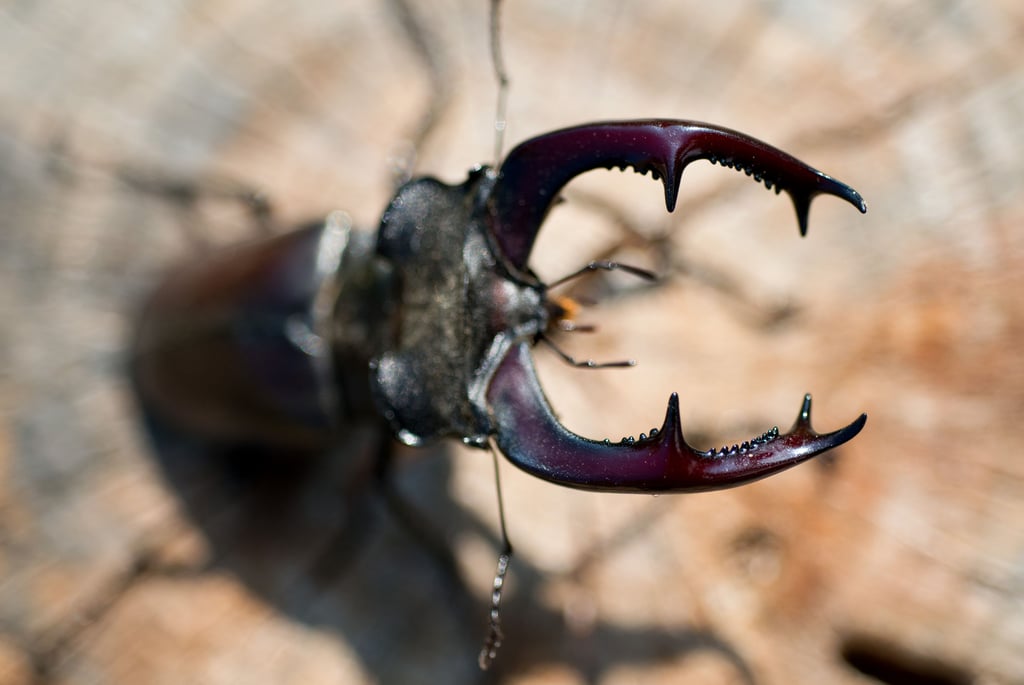 Ein Hirschkäfer.