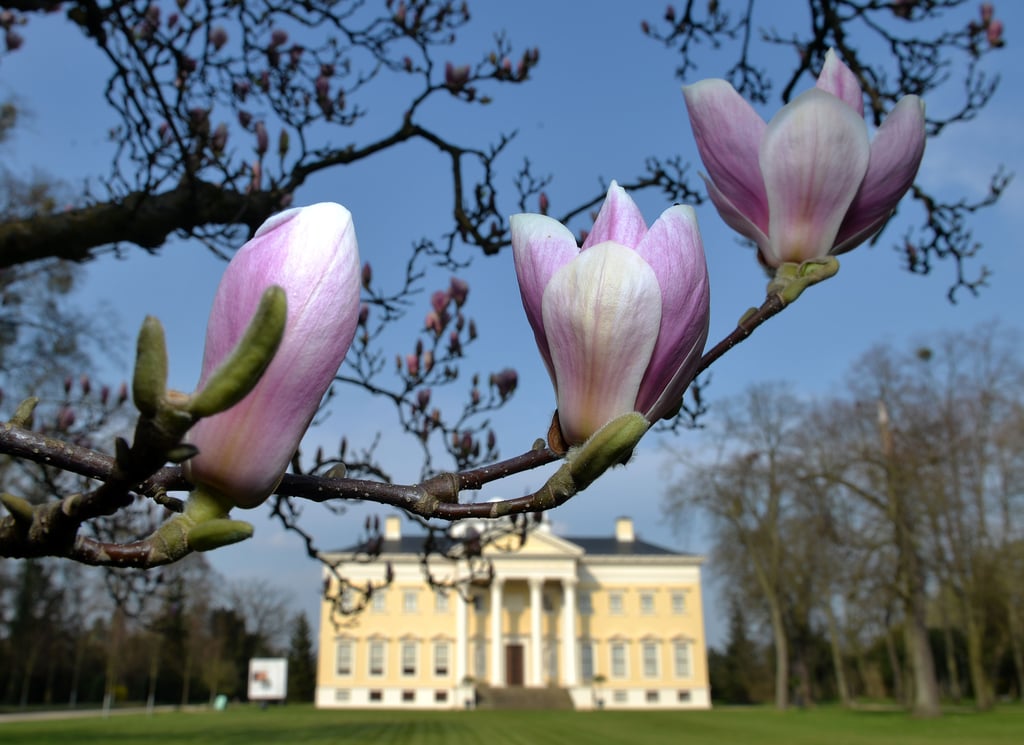 Die Blüten einer Magnolie entfalten sich am vor dem Schloss im Wörlitzer Park in Wörlitz (Sachsen-Anhalt). Überall im Gartenreich zeigt sich der Frühling in seiner vollen Pracht.