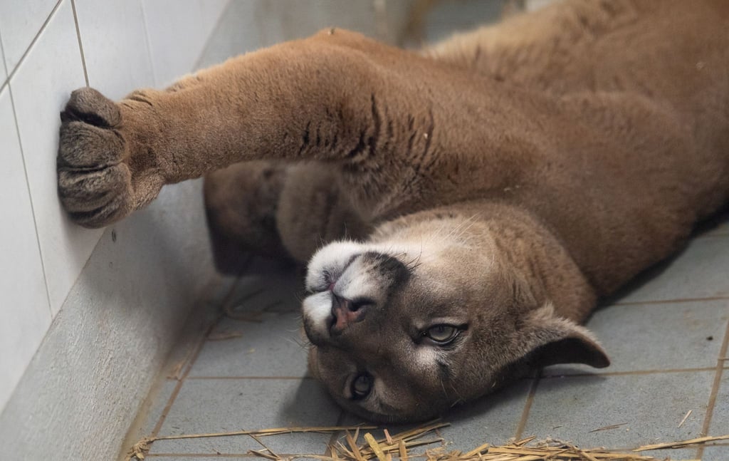 Ein Puma liegt im Exotenhaus der Auffangstation für Reptilien München e.V. in einem Gehege. Den ausgewachsenen Puma hat die Polizei bei der Kontrolle eines Autos in der Oberpfalz entdeckt.