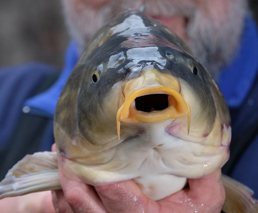 Sachsen-Anhalt, Muldestausee: Ein Fischer hält in seinem Betrieb einen Spiegelkarpfen. Foto: