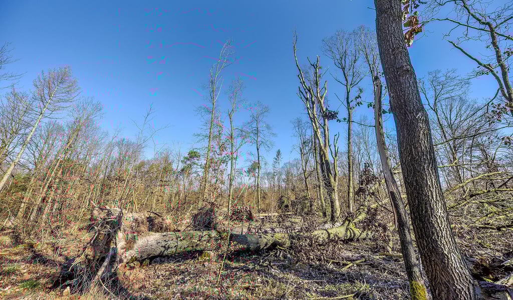 Auf manchen Flächen im Ziegelrodaer Forst sieht es auch vier Wochen nach den Winterstürmen noch wüst aus.