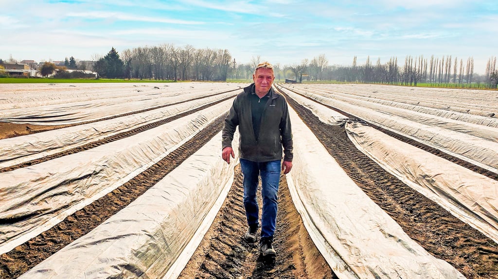 Die Dämme sind geformt, die Folie ist aufgezogen - mehr kann Erich Hedicke jetzt nicht für seinen Spargel tun. 
