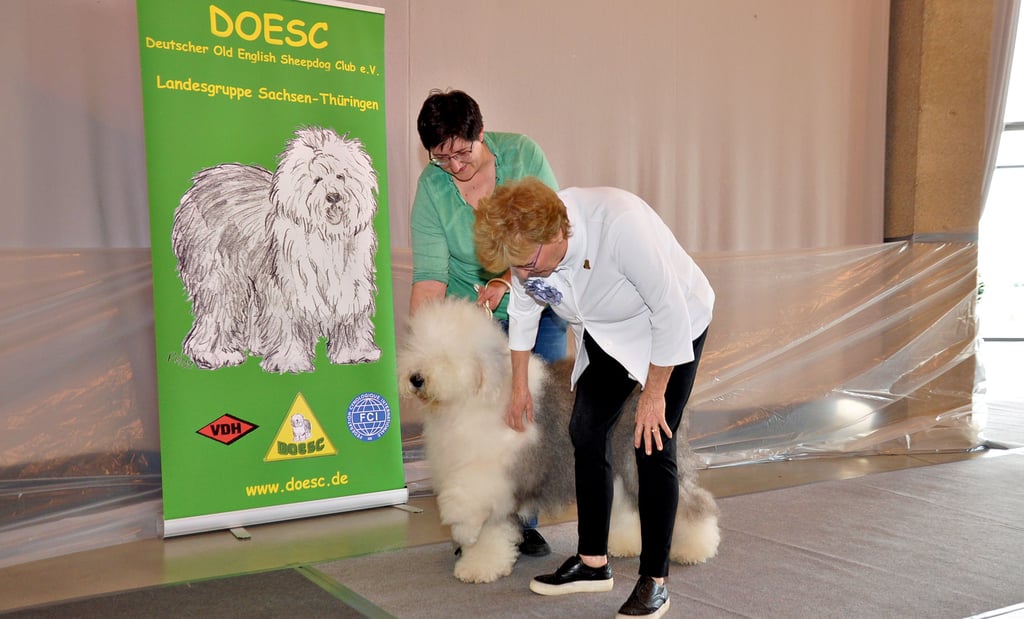 Die Richterin Lisa Thielfoldt Nieslen aus Dänemark achtet bei den Hunden auf viele Feinheiten.