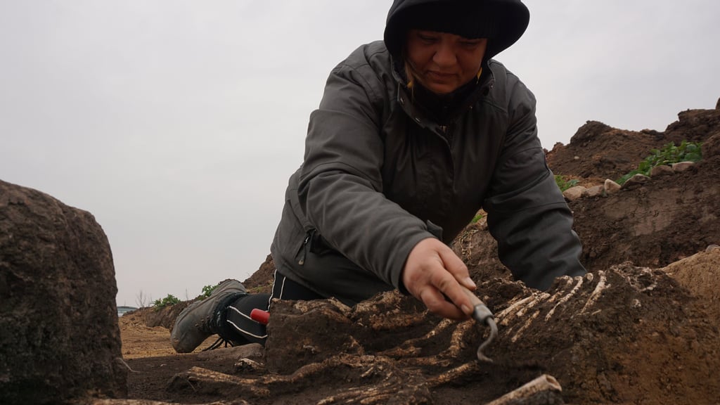 Grabungsmitarbeiterin Ramona Burkhardt legt auf einem Acker im Saalekreis Hundeskelette frei. Wurden die Tiere getötet, um einen Gott gnädig zu stimmen?