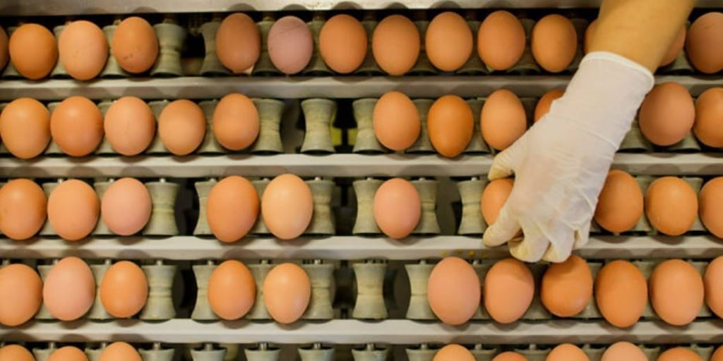 Eier könnten bald in Folge des Ukraine-Krieges knapp werden. Symbolbild: