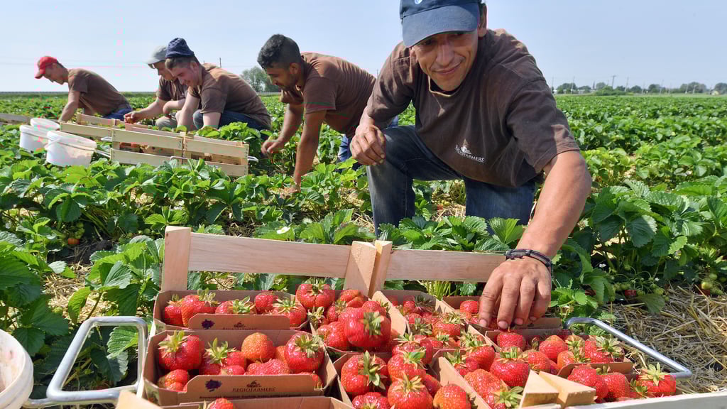 Über das gesamte Jahr verteilt seien etwa im Jahr 2020 rund 5.400 Erntehelfer im Land benötigt worden.