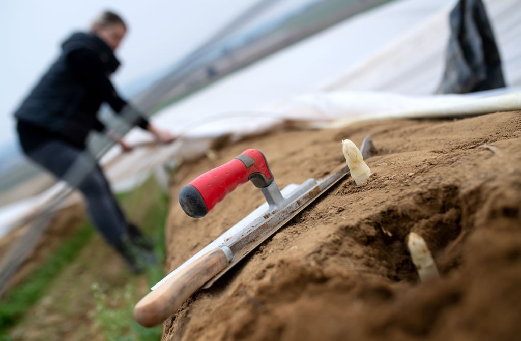 In den Gewächshäusern hat die Spargelernte in Sachsen-Anhalt bereits begonnen. In der Vorbereitung auf die diesjährige Saison sorgten sich viele Betriebe um den Einsatz ihrer rumänischen und polnischen Mitarbeiter.