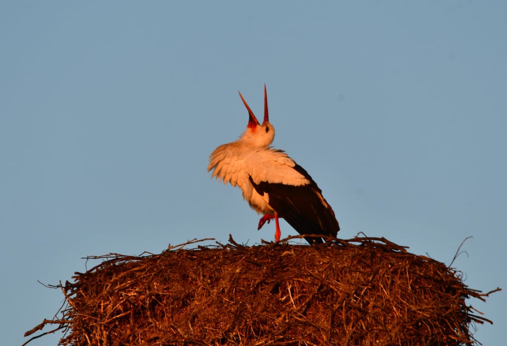 Der Froser Storch ist zurück! Welcher es ist, der da auf dem Schornstein an der alten Grundschule klappert, ist aber noch nicht ganz klar. Denn die inzwischen vier Horste sind heiß begehrt.