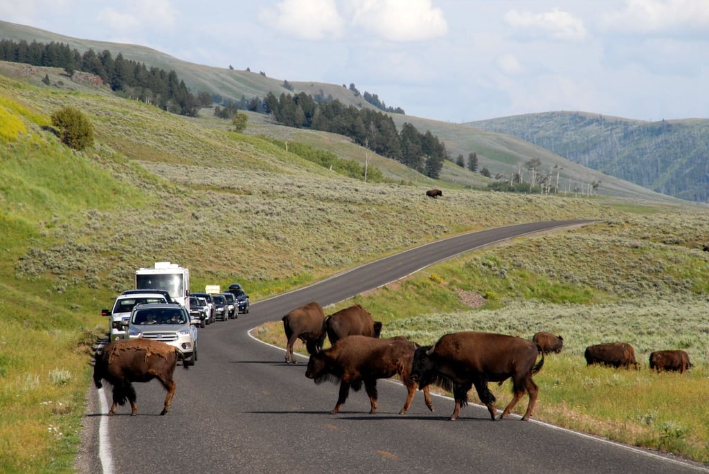 Die Wahrscheinlichkeit, im Lamar Valley Bisons zu sichten, ist für Besucher des Yellowstone-Nationalparks sehr hoch.
