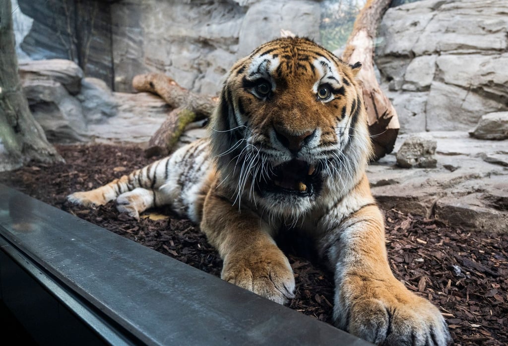 Ein Amurtiger sitzt in seinem Gehege im Zoo Berlin. Nach mehrjähriger Bauzeit wird das Raubtierhaus im Zoo Berlin am 25.02 wieder eröffnet.