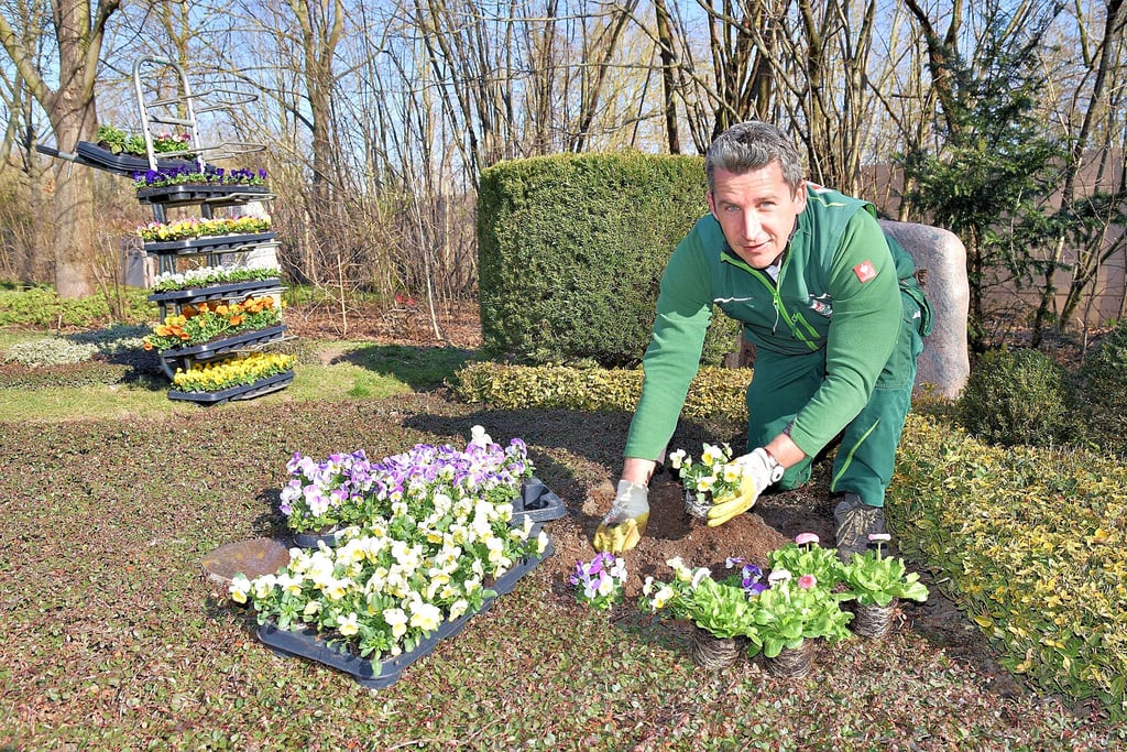 Seit 2003 ist Martin Cziborra mit seiner Friedhofsgärtnerei Boese auf dem Ostfriedhof aktiv. Die Wildschäden am Grabschmuck seien zuletzt schlimmer geworden, berichtet er.