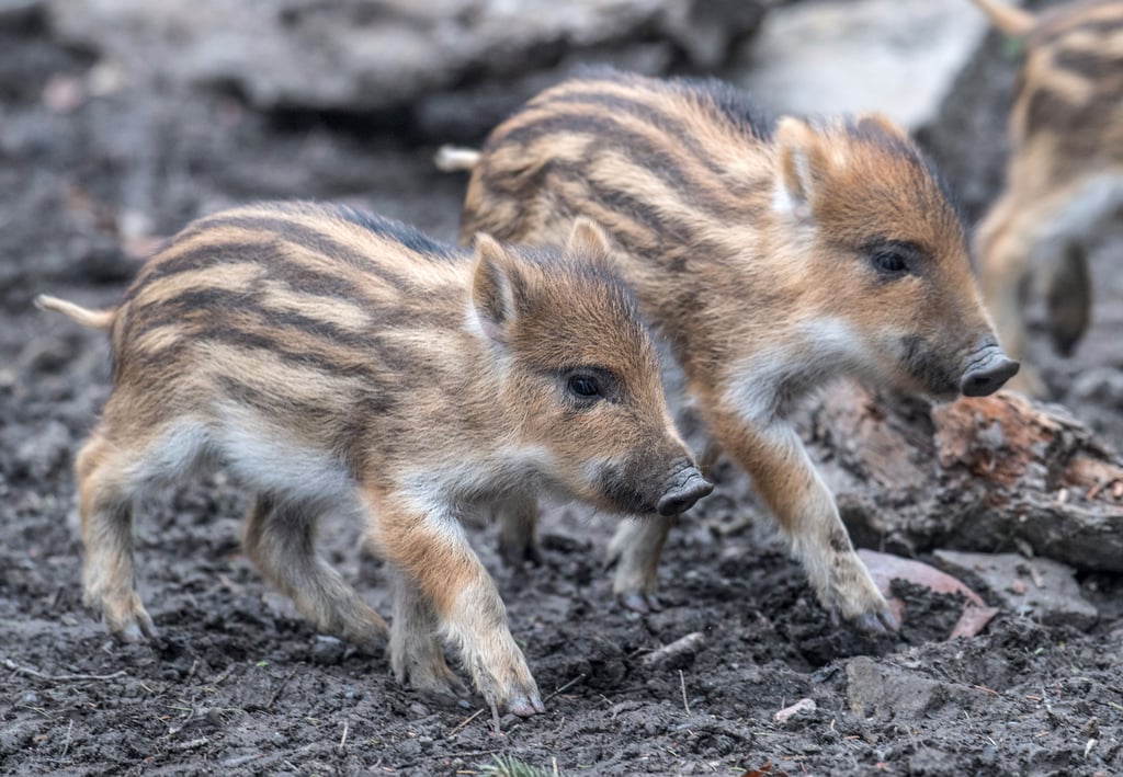 Das Wetter soll am Wochenende sonnig und warm werden. Wie wäre es da mit einem Besuch im Halberstädter Tiergarten. Dieser hat Nachwuchs bekommen. 13 Frischlinge freuen sich darauf bestaunt zu werden.