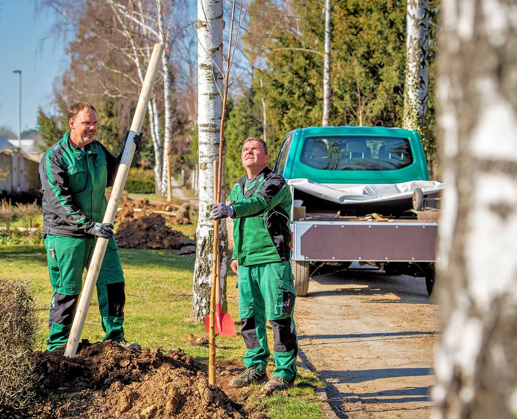 Stefan Malich (l.) und Norbert Kästener pflanzen auf dem Neuen Friedhof Birken.