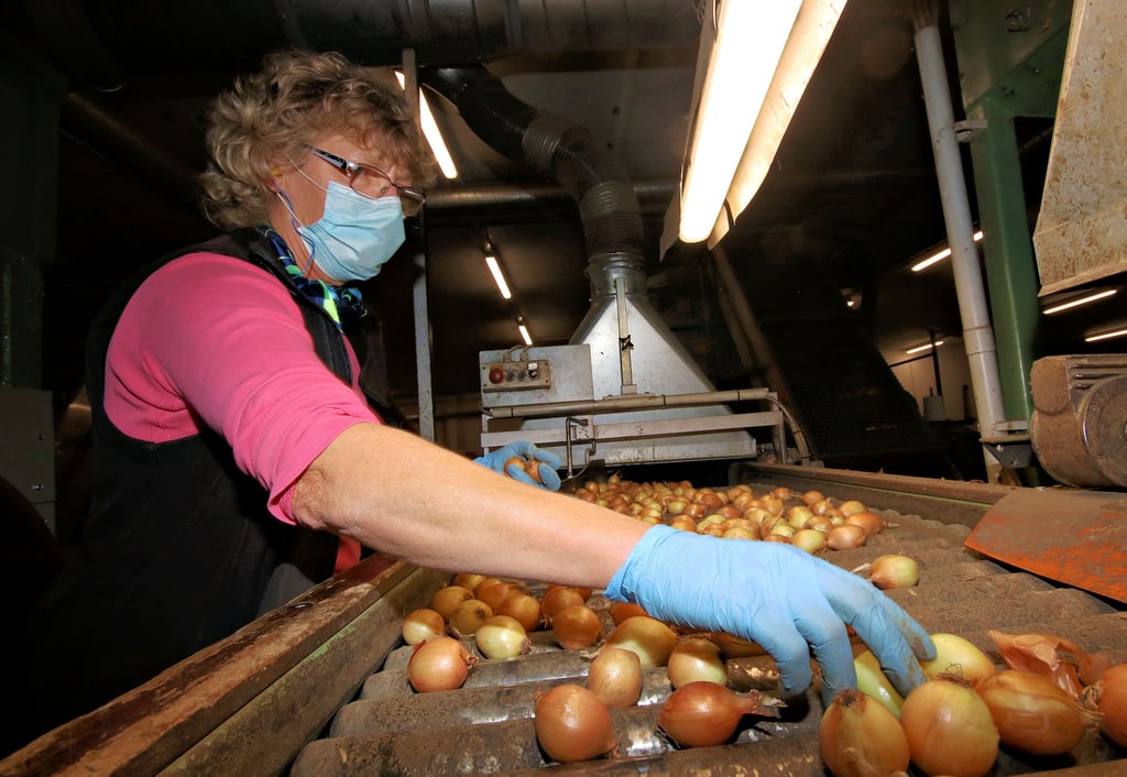 Täglich laufen die Zwiebeln über die Förderbänder bei der Calbenser Handelsgesellschaft. Mitarbeiter achten hier peinlich genau darauf, dass nur unbeschädigte Zwiebeln in den Netzen landen.