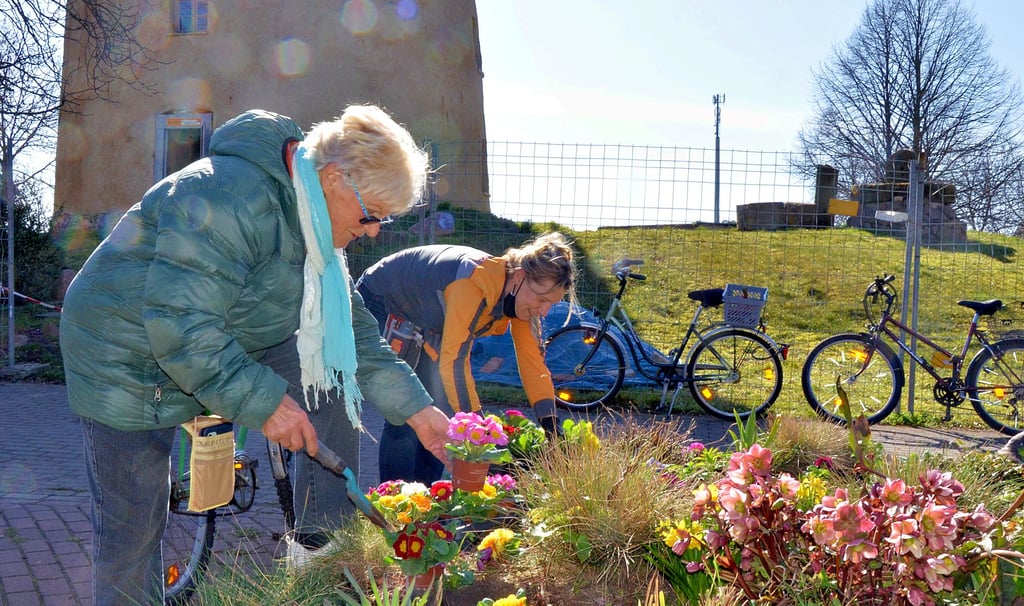 Helga Kuhlmann (vorne) vom Magdeburger Verein zum Erhalt der Düppler Mühle pflanzt zum Frühlingsbeginn Blumen im Rondell vor dem Bauwerk.