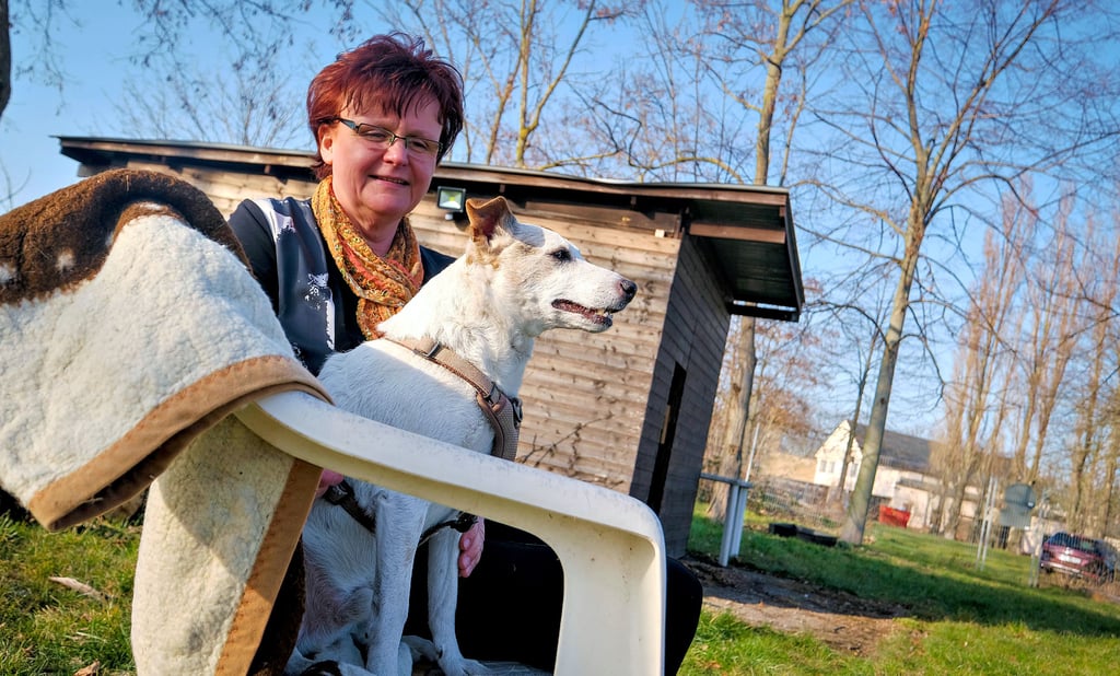 Für die vor dem Krieg mitgeflüchteten Tiere werden Pflegestellen für eine Quarantäne-Unterbringung gesucht. Auch für Jack-Russel-Terrier Jack benötigt Tierschutzvereinschefin Sigrid Frotscher eine Pflegestelle. Jack kommt allerdings nicht aus der Ukraine, sondern aus einer halleschen Familie.