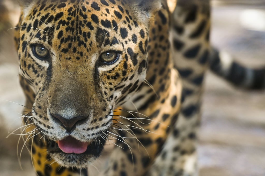 Ein Leopard hat dieser Woche die Produktion in einem Mercedes-Benz-Werk über mehrere Stunden komplett lahmgelegt. (Symbolfoto)