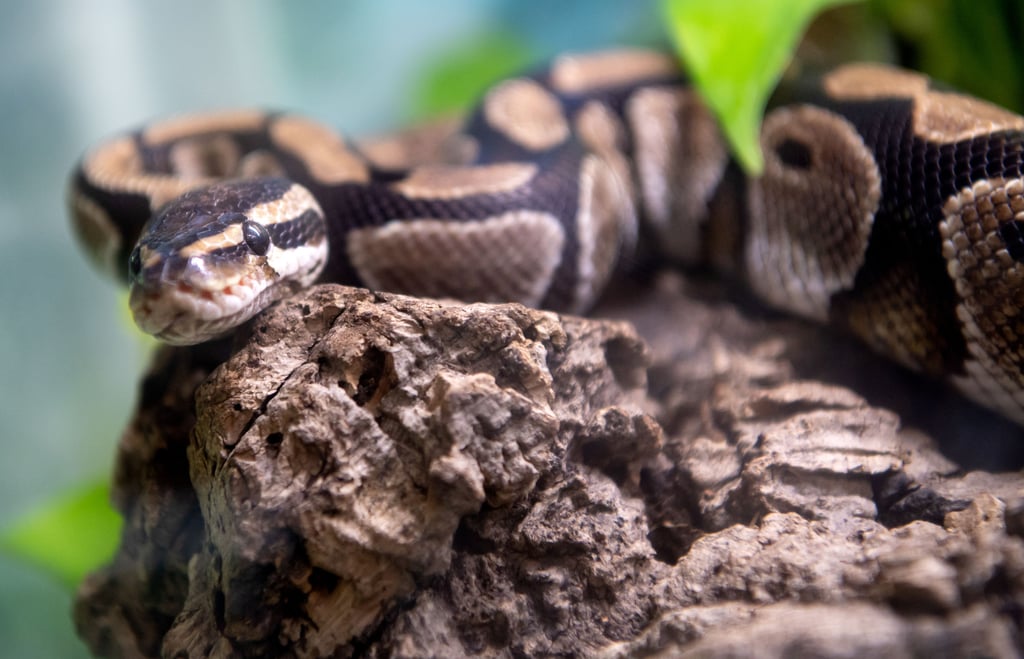 Auch eine Würgeschlange gibt es im Tierheim Satuelle in Haldensleben. Der sechsjahre alte Python soll an erfahrene Reptilienfreunde vermittelt werden.