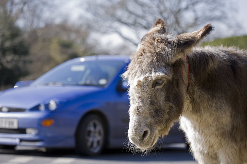 Die Tiere standen in Schkölen (Saale-Holzland-Kreis) auf der Fahrbahn und behinderten den Verkehr, wie die Polizei mitteilte.
