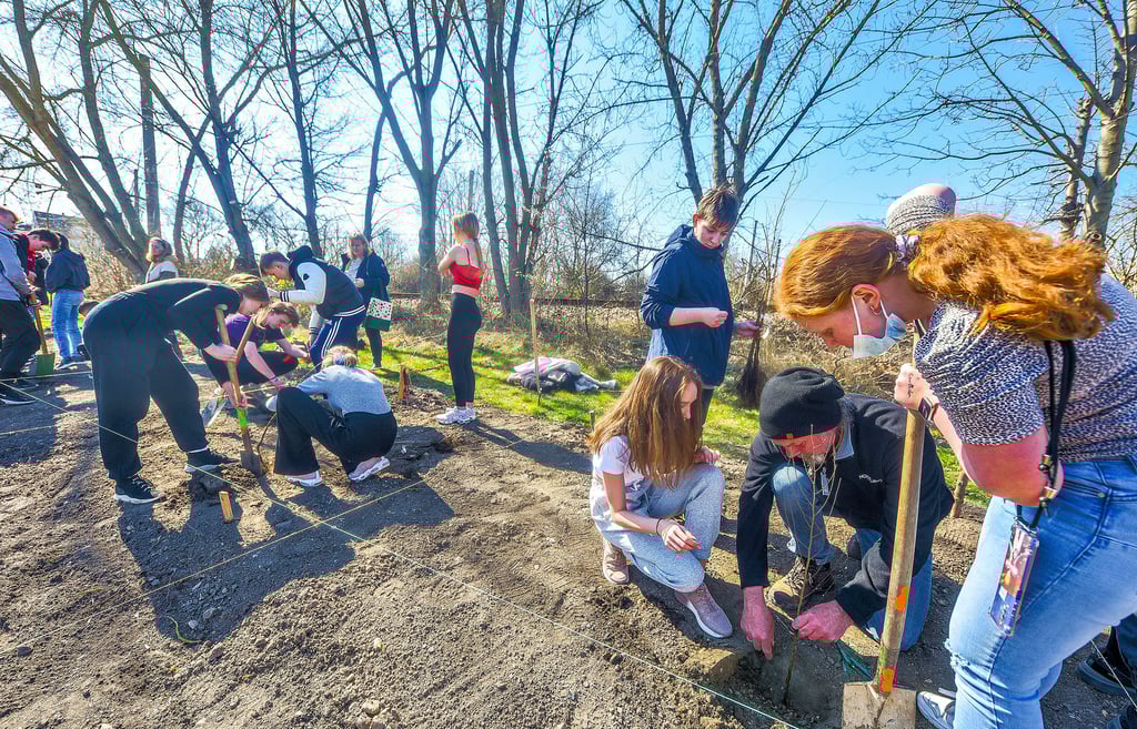  An drei Tagen haben Schüler der Schkopauer Sekundarschule „Saale-Elster-Auen“ diese Woche insgesamt 730 Bäume eingepflanzt.