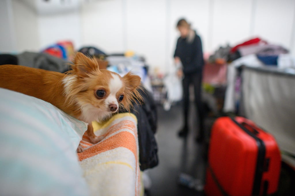 Ein kleiner Hund wartet in der Notunterkunft für die Erstaufnahme von Geflüchteten aus der Ukraine auf seine Besitzerin. Die Einrichtung der Landeshauptstadt von Sachsen-Anhalt befindet sich in den Hallen der Messe Magdeburg.