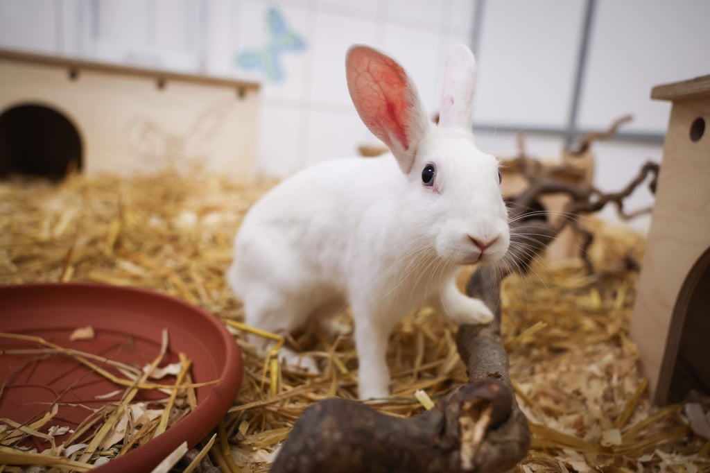 Im Tierheim Satuelle in Haldensleben warten nicht nur Katzen, Hunde und ein Königspython auf neue Besitzer. Sondern auch die Hähne Edgar und Erwin sowie zwei Zwergkaninchen suchen ein neues Zuhause.